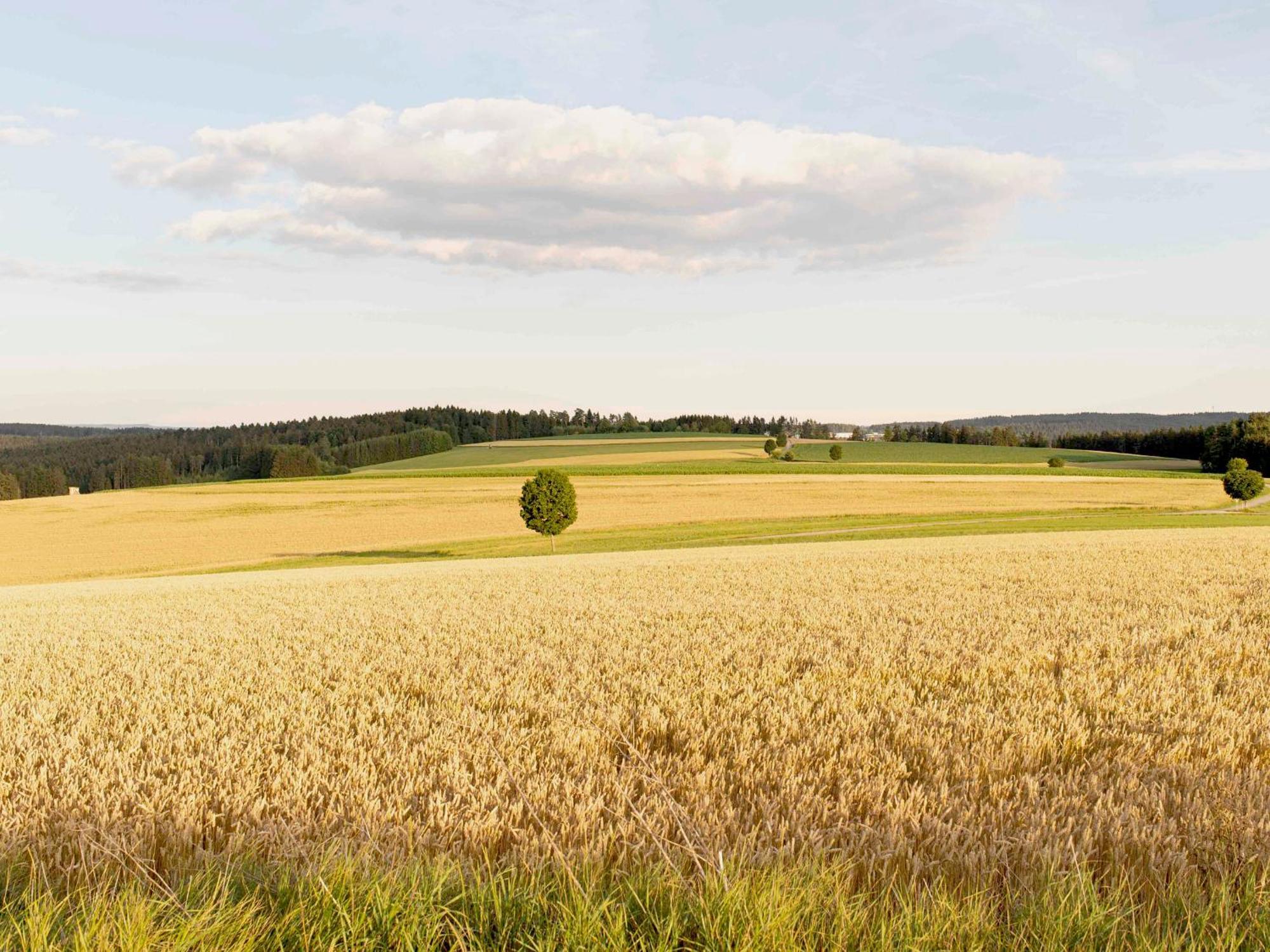 Bantlehof Appartement Niedereschach Buitenkant foto